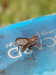 Coremacera marginata