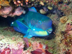 Chlorurus microrhinos