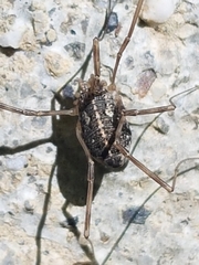 Opilio saxatilis