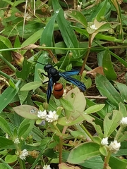 Anterhynchium abdominale