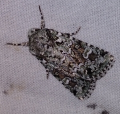 Lacinipolia laudabilis