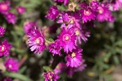Ruschieae