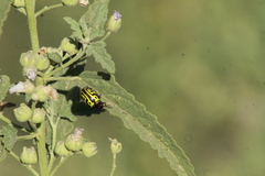Calligrapha serpentina
