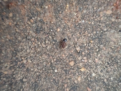 Meranoplus bicolor