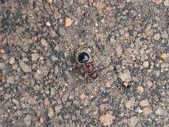 Meranoplus bicolor
