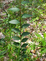 Ulmus alata