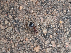 Meranoplus bicolor