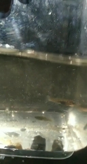 Salmo trutta