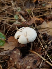 Hygrophorus hedrychii