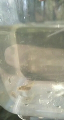 Salmo trutta