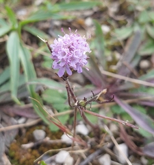 Scabiosa triandra