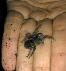 Tmesiphantes obesus