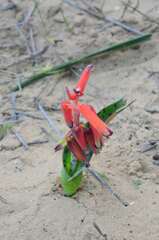 Lachenalia bulbifera