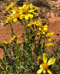 Senecio magnificus