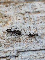 Camponotus compressus