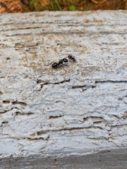 Camponotus compressus