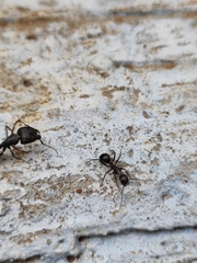 Camponotus compressus