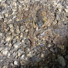 Gloydius ussuriensis