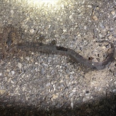 Gloydius ussuriensis