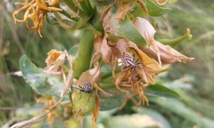 Horistus orientalis