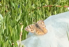 Junonia villida