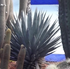 Agave