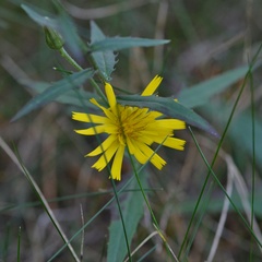 Hieracium sabaudum