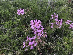 Pelargonium peltatum