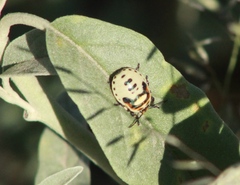 Asopinae