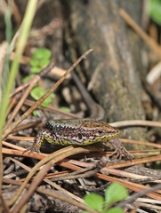 Iberolacerta monticola