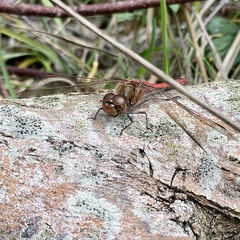 Sympetrum striolatum