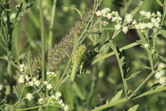 Campylacantha olivacea