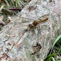 Sympetrum striolatum