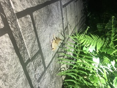 Polypedates megacephalus