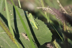 Campylacantha olivacea