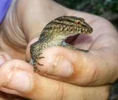 Gymnodactylus darwinii