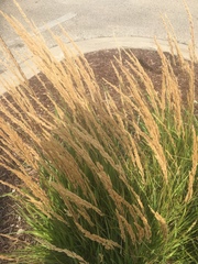 Calamagrostis × acutiflora