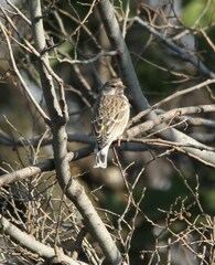 Crithagra atrogularis