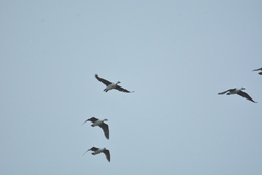 Sarkidiornis melanotos