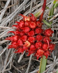 Darwinia sanguinea