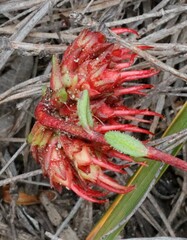 Darwinia sanguinea