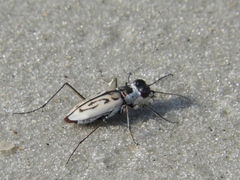 Habroscelimorpha dorsalis