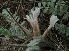 Astragalus testiculatus