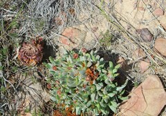 Acrodon bellidiflorus