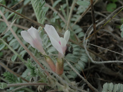 Astragalus testiculatus