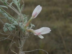 Astragalus testiculatus