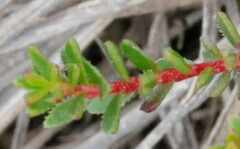 Darwinia sanguinea