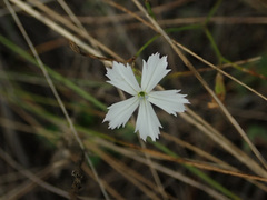 Dianthus rigidus
