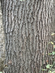 Liriodendron tulipifera