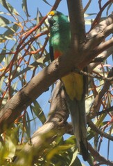 Psephotus varius